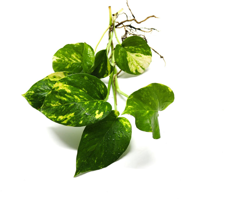 Epipremnum aureum / Golden Pothos