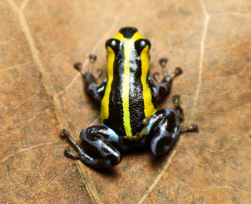 Ranitomeya sirensis "Highland - Tingo Maria"