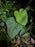 Philodendron verrucosum x sodiroi (Majestic)