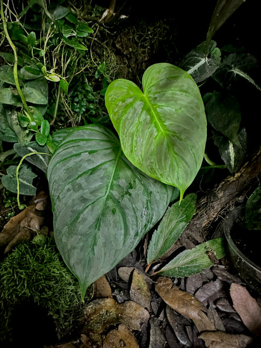 Philodendron verrucosum x sodiroi (Majestic)