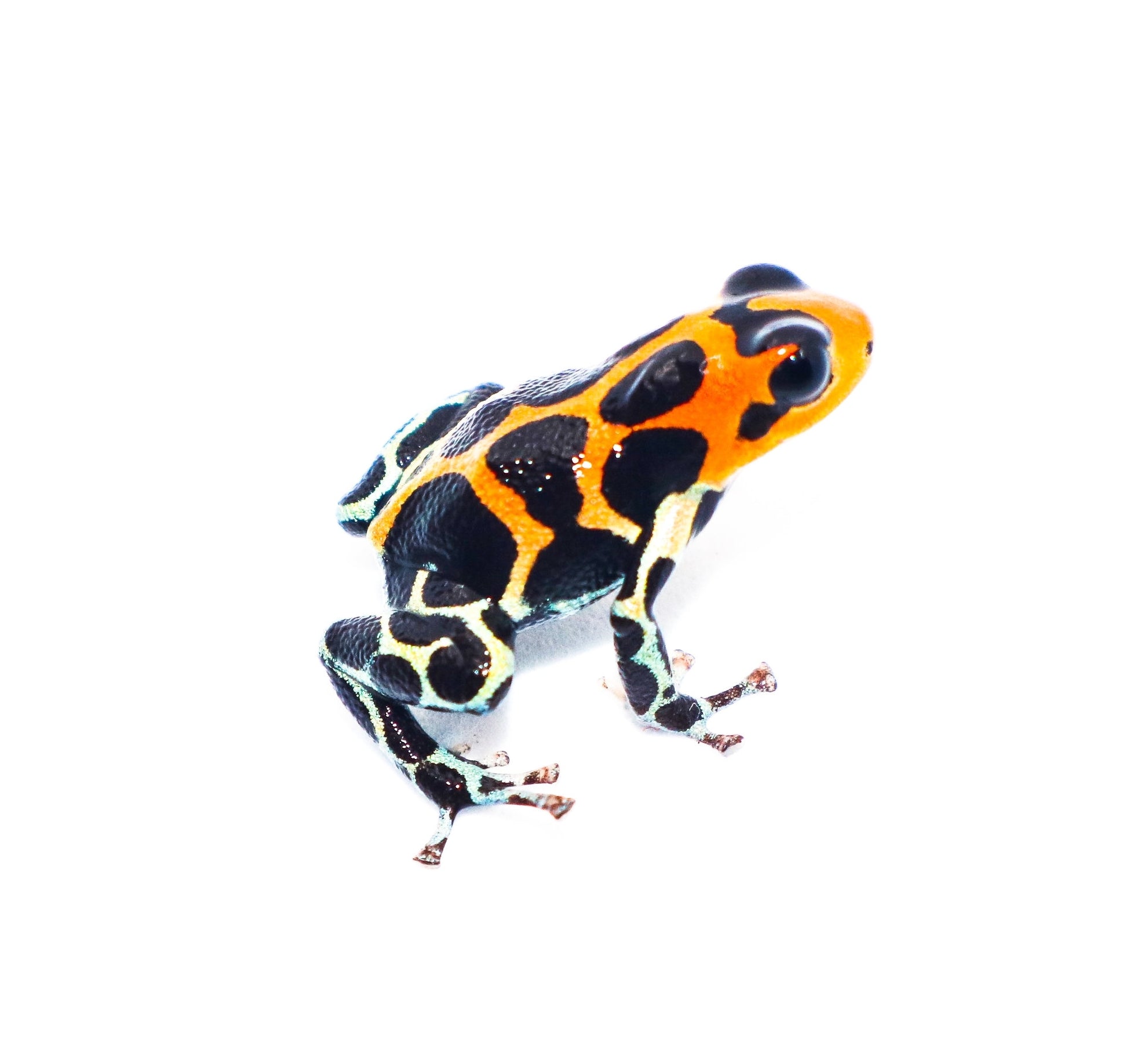 imitatorchaz.jpg?v=1608781921&