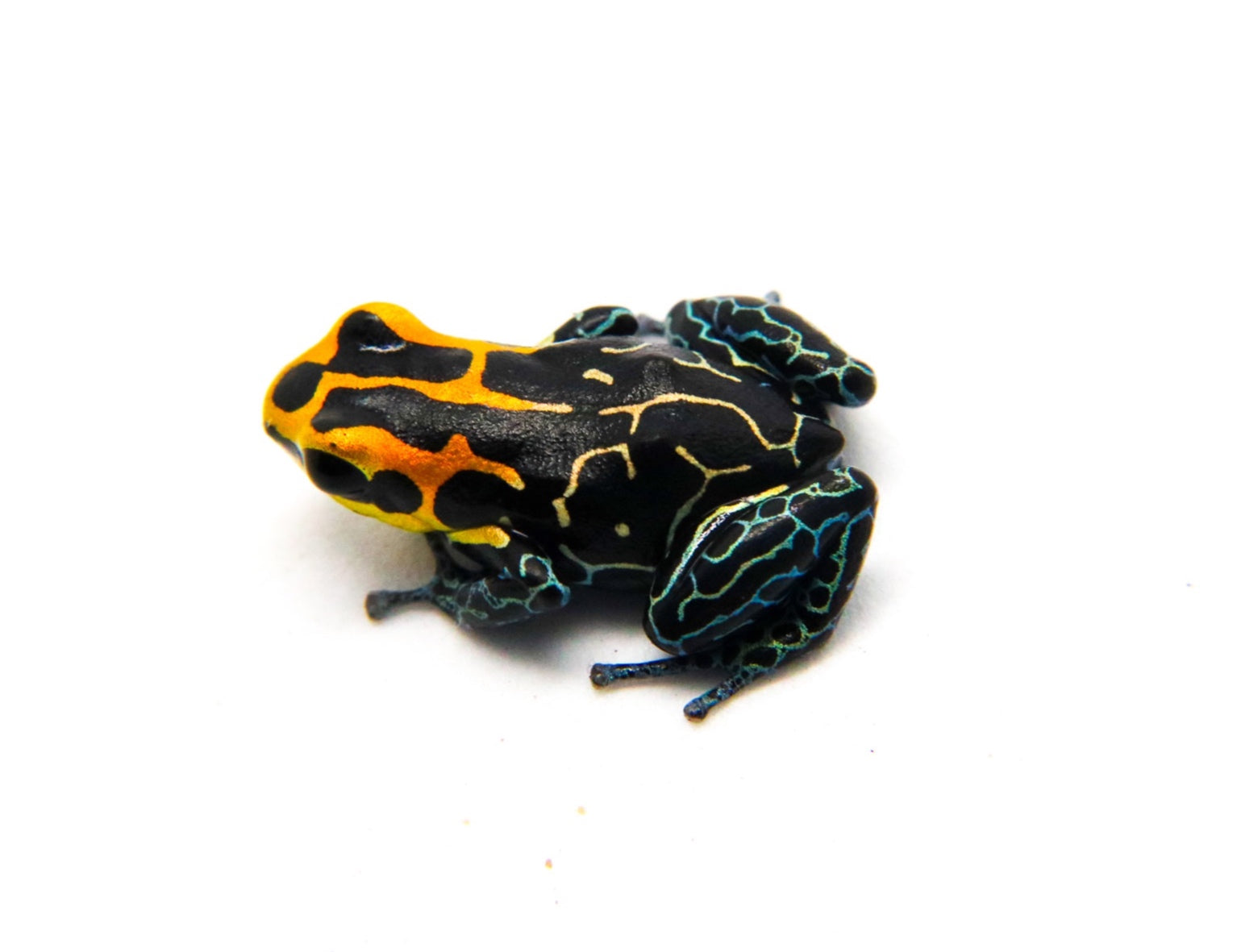 Ranitomeya fantastica 