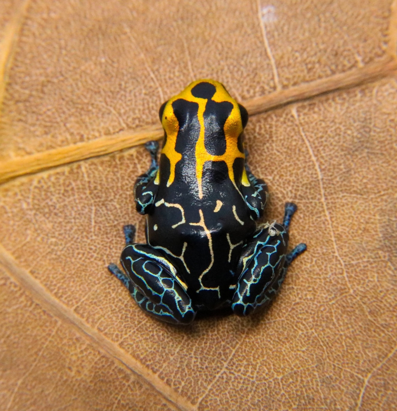 Ranitomeya fantastica 