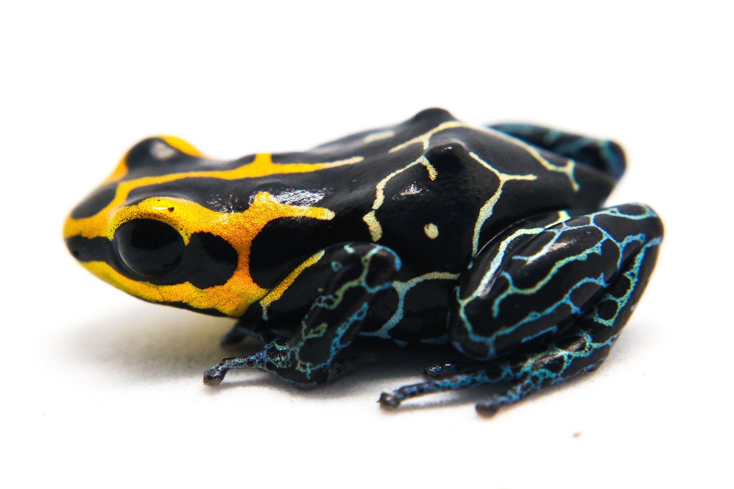 Ranitomeya fantastica 