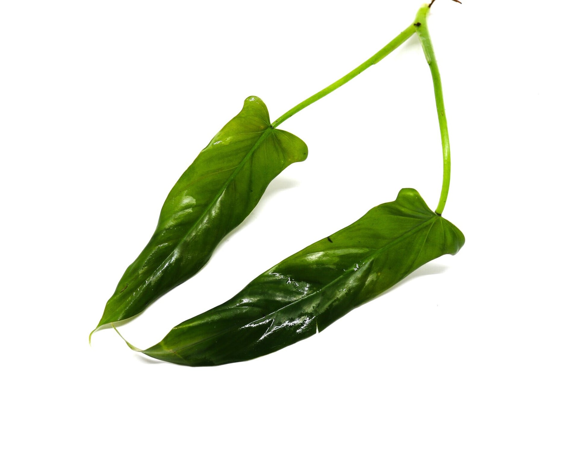 Philodendron mexicanum Red Back Terrarium Plant