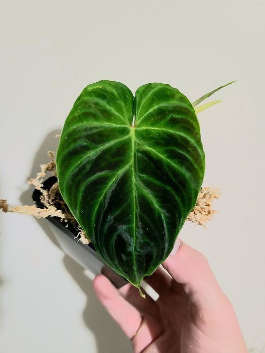 Philodendron verrucosum Ecuador - Mini