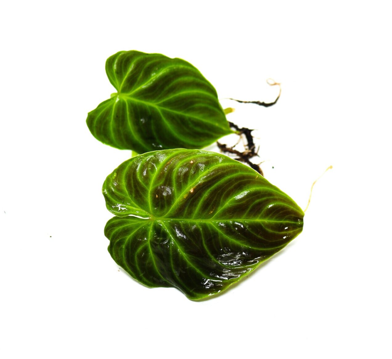 Philodendron verrucosum Ecuador - Mini