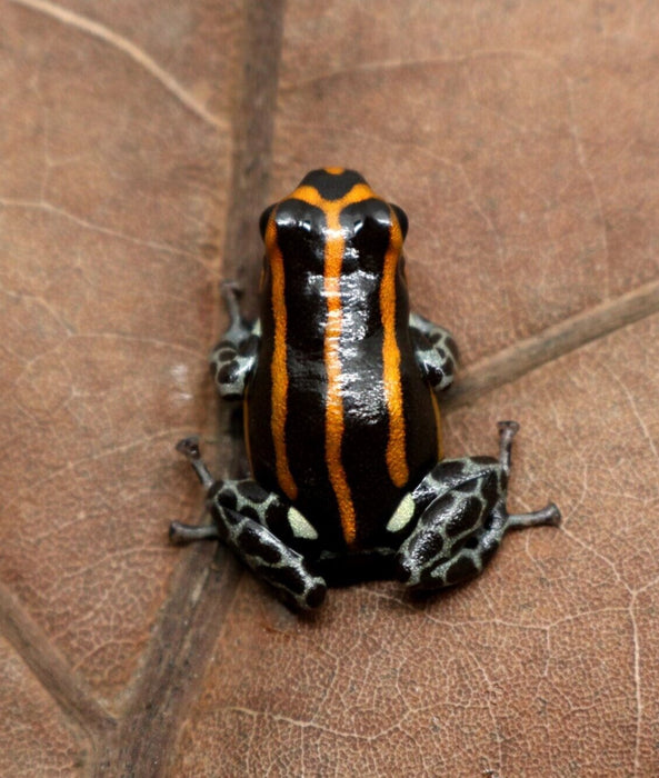 Ranitomeya sirensis "Orange"