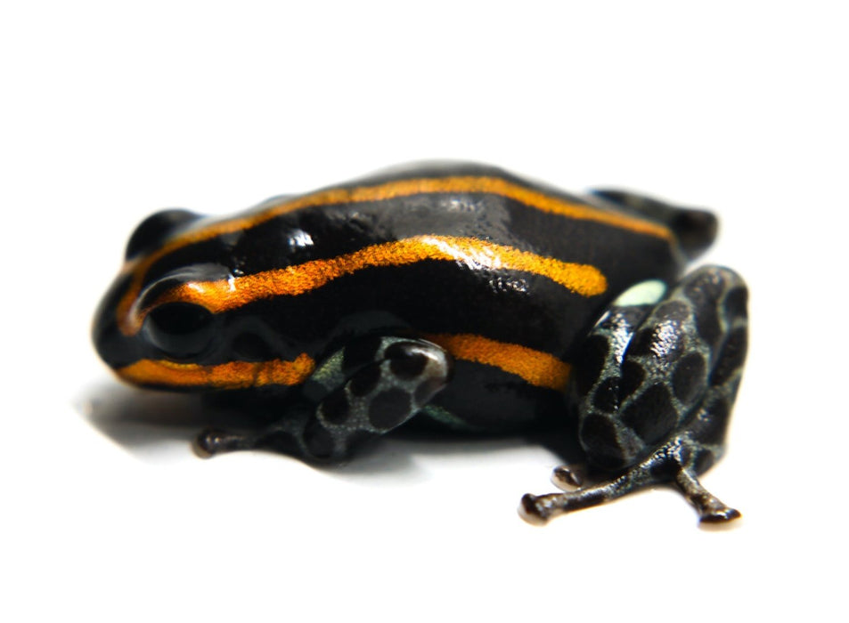 Ranitomeya sirensis "Orange"