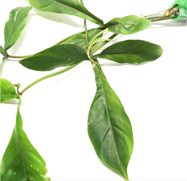 aroid society philodendron Philodendron 69686 Rare Climbing Aroid