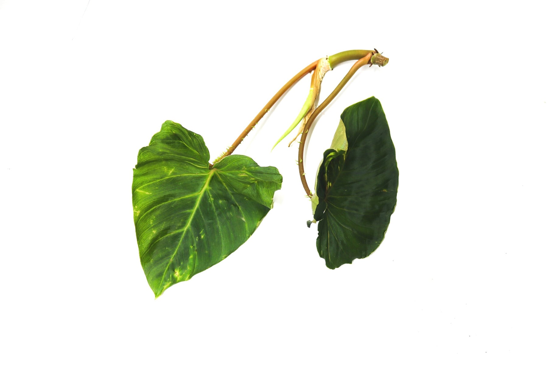 Philodendron fibrosum 'Type'