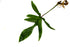 Philodendron "Florida Green”