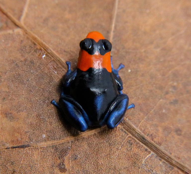 Ranitomeya benedicta "Pampa Hermosa"