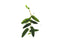 Ficus ruginervia "Lance Leaf / sp. Panama"
