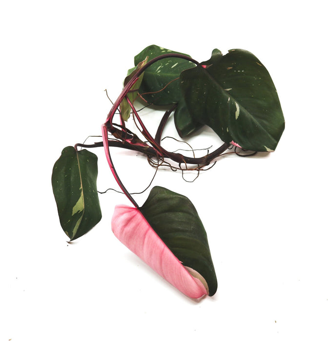 Philodendron erubescens hybrid "Pink Princess"