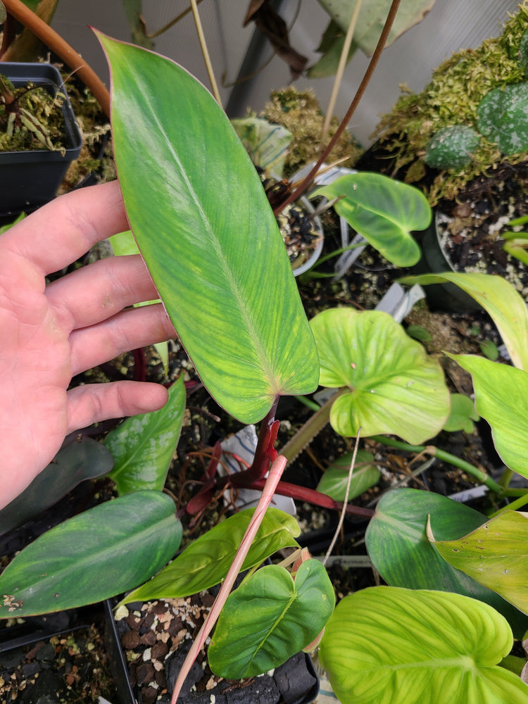 æstetisk jeg fandt det bunke Philodendron erubescens "Red Emerald" — FrogDaddy