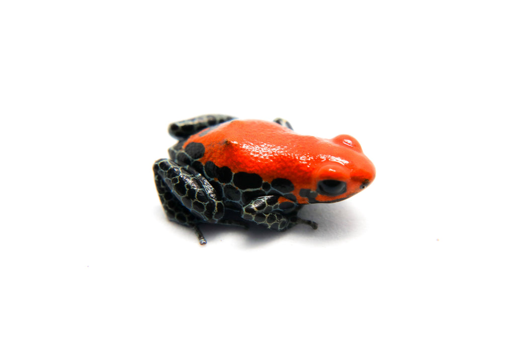 Ranitomeya reticulata "Solid"