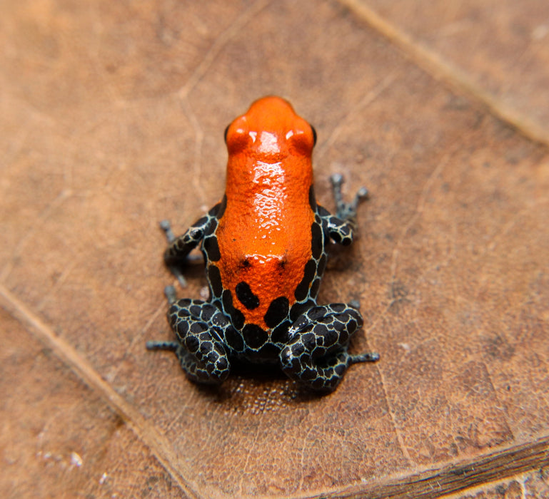 Ranitomeya reticulata "Solid"