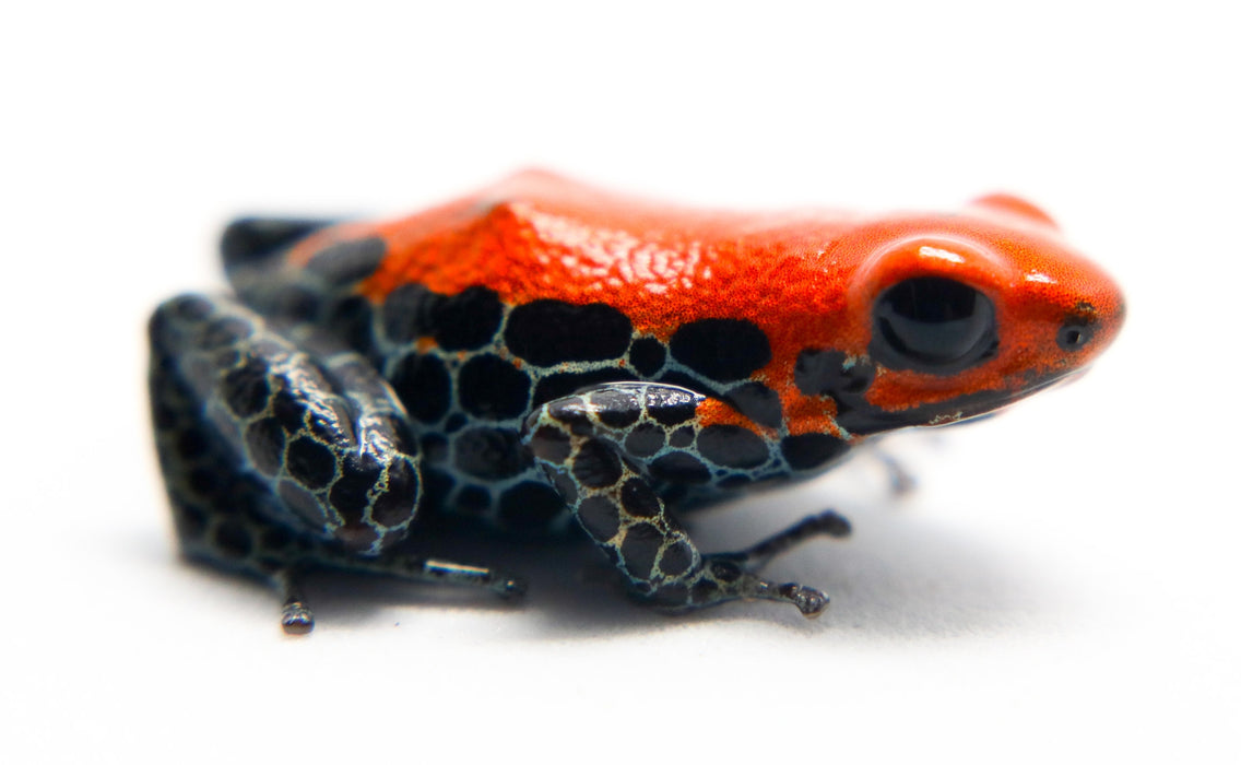 Ranitomeya reticulata "Solid"