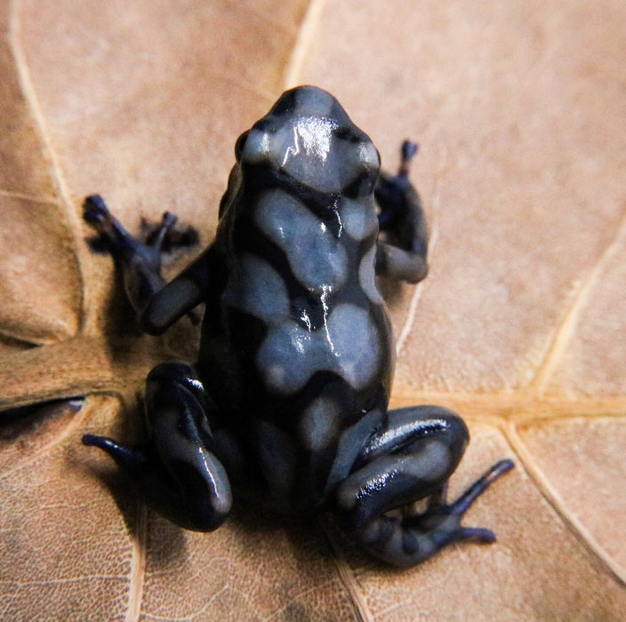 Dendrobates auratus "Rio Cascajal" Tadpole