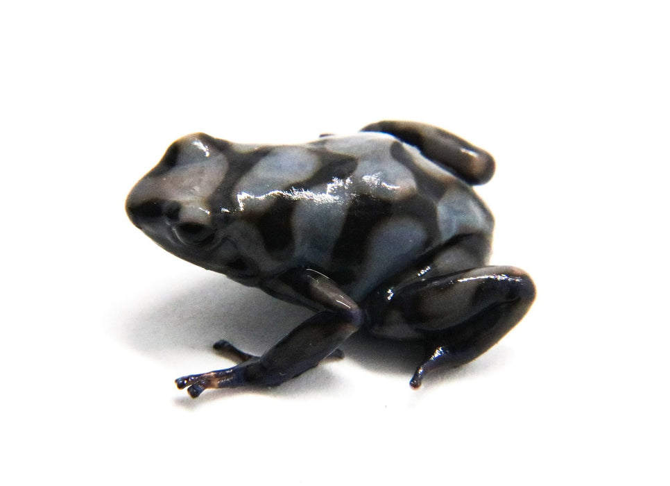 Dendrobates auratus "Rio Cascajal" Tadpole