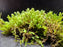 Split Tooth Moss (Fissidens adianthoides)