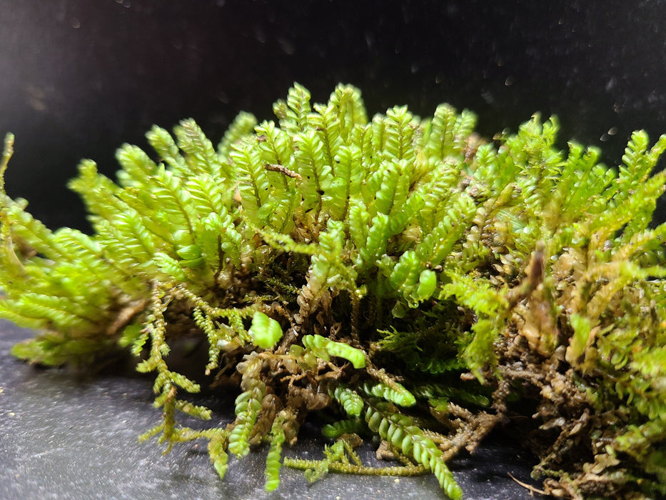 Split Tooth Moss (Fissidens adianthoides)