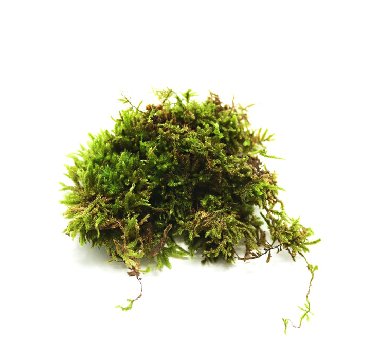 Spoon Leaved Moss (Bryoandersonia spp.)