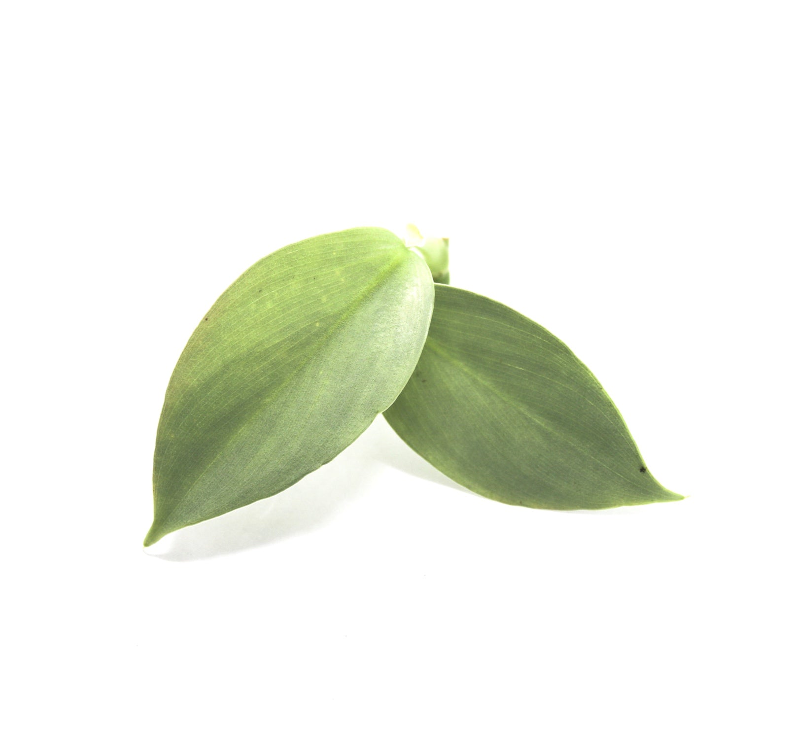 Philodendron hastatum Silver Sword "Narrow"