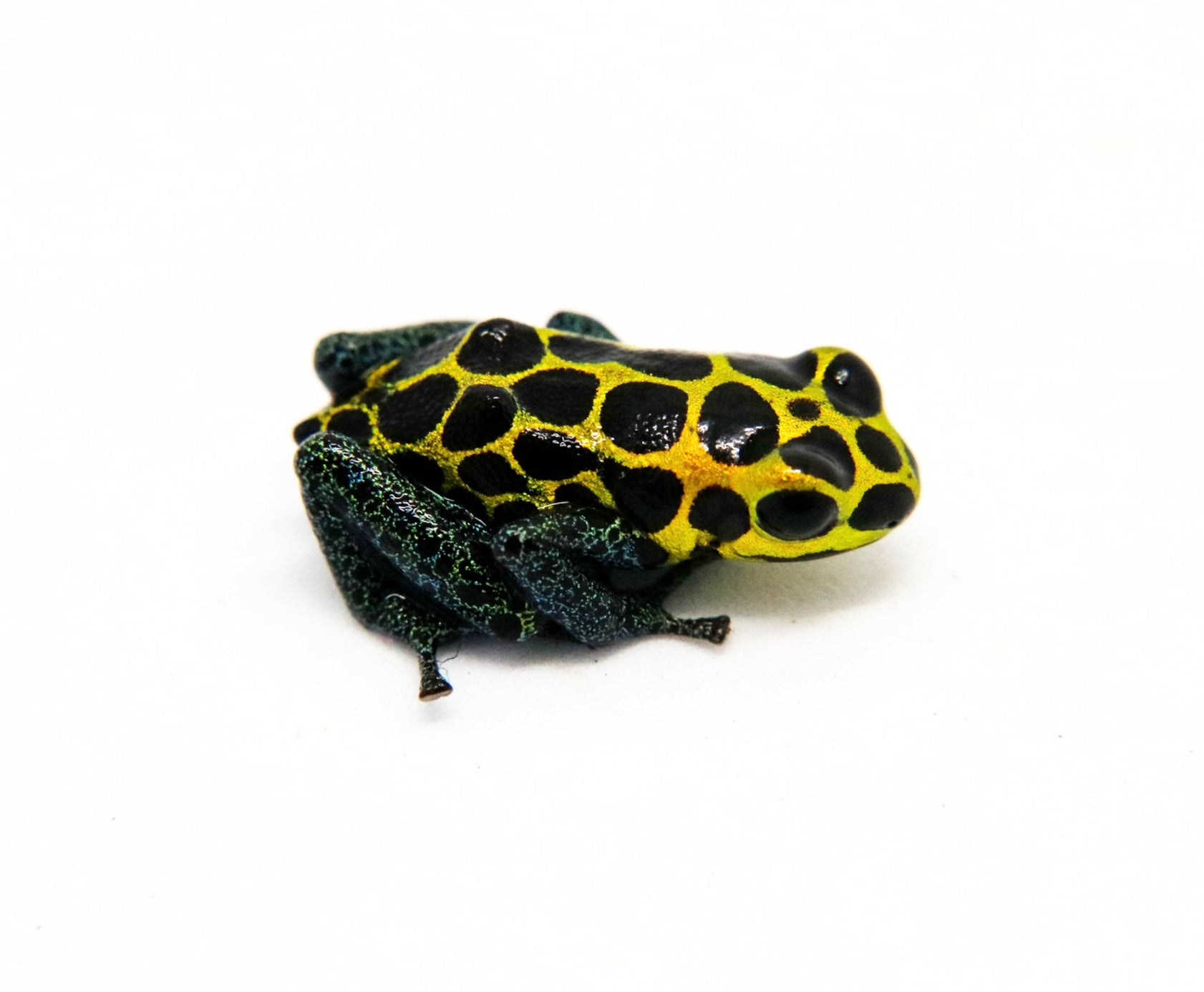 Ranitomeya imitator 