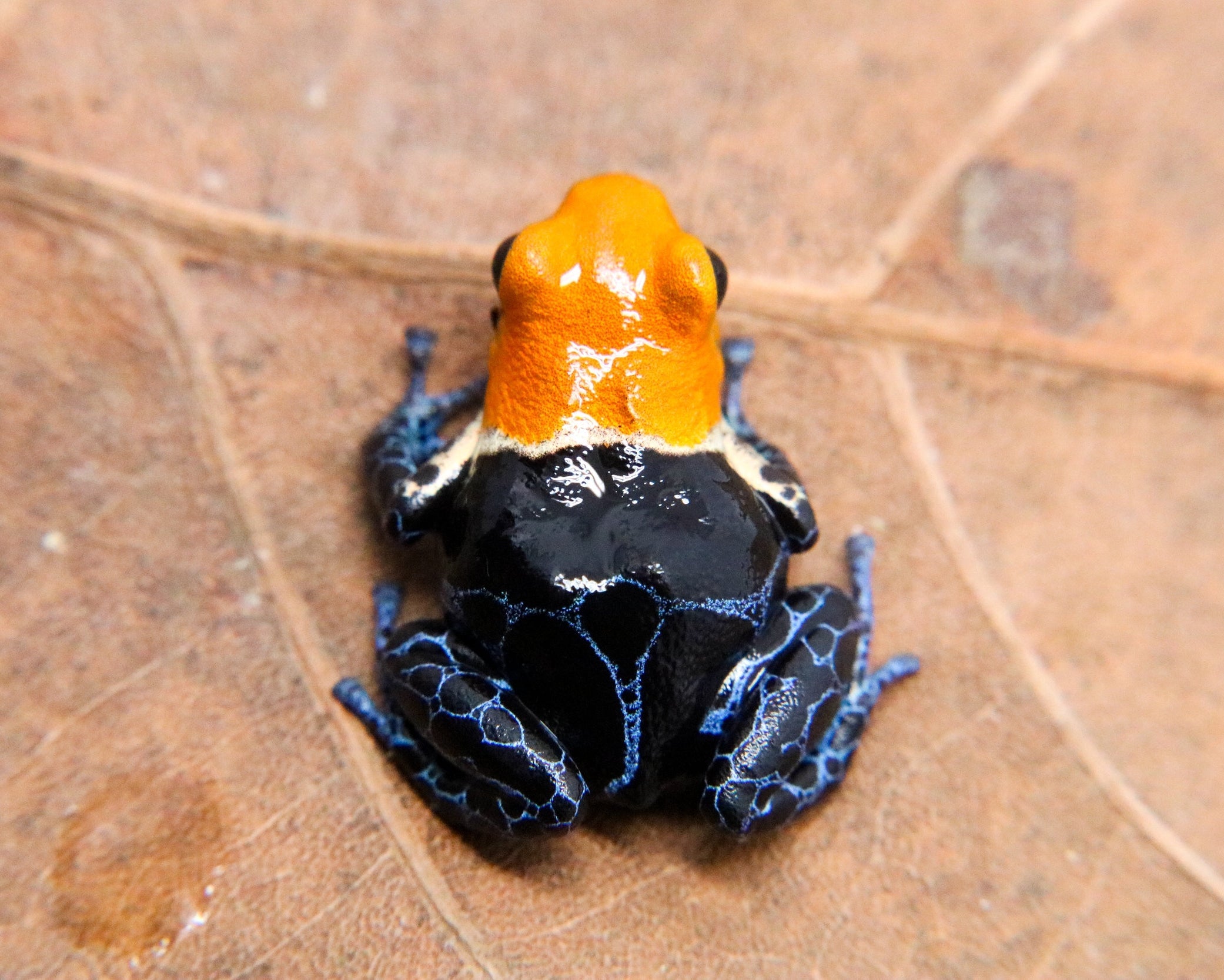 Ranitomeya fantastica 