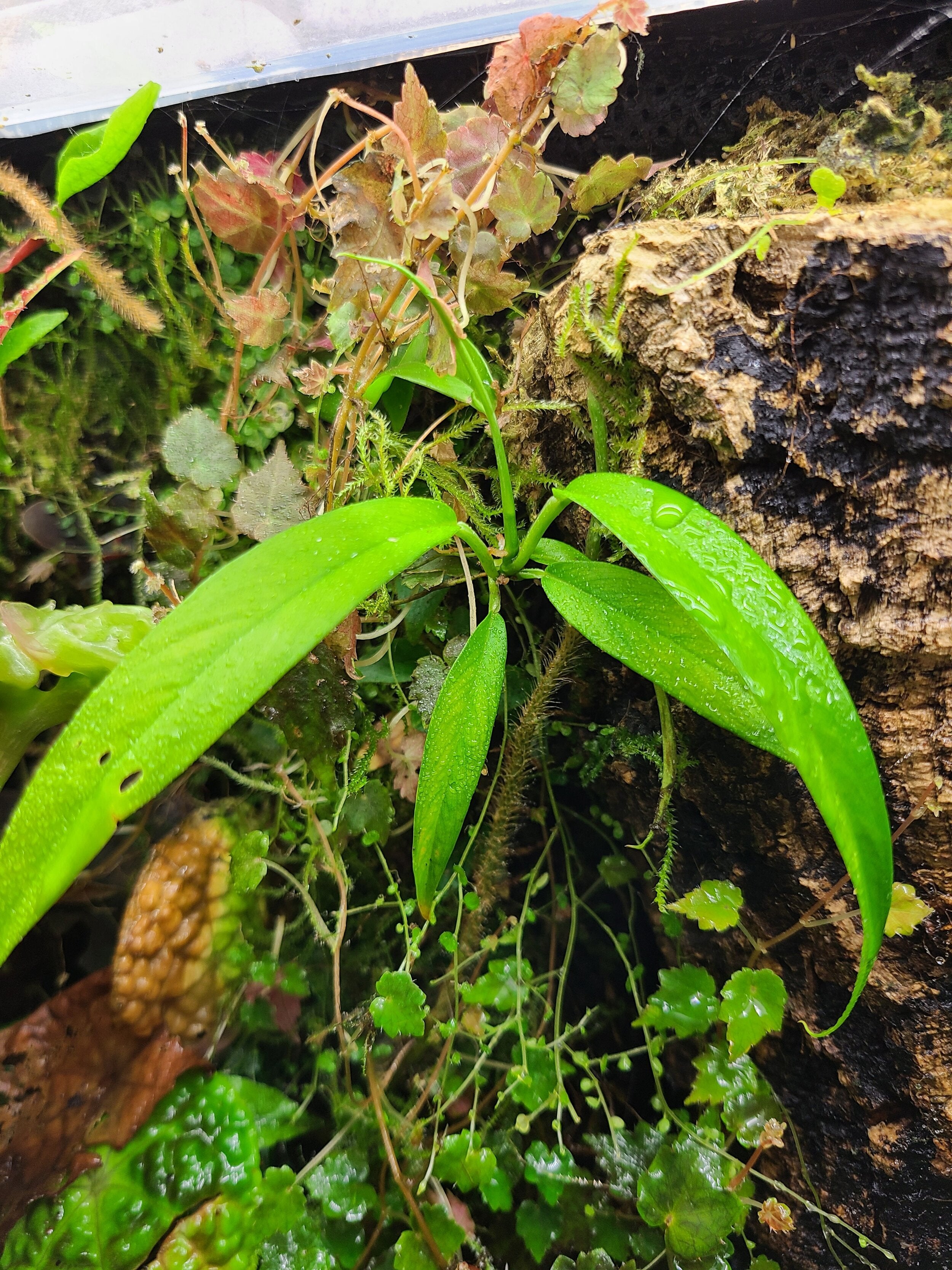 Store Philodendron Chinchamayense - rooted