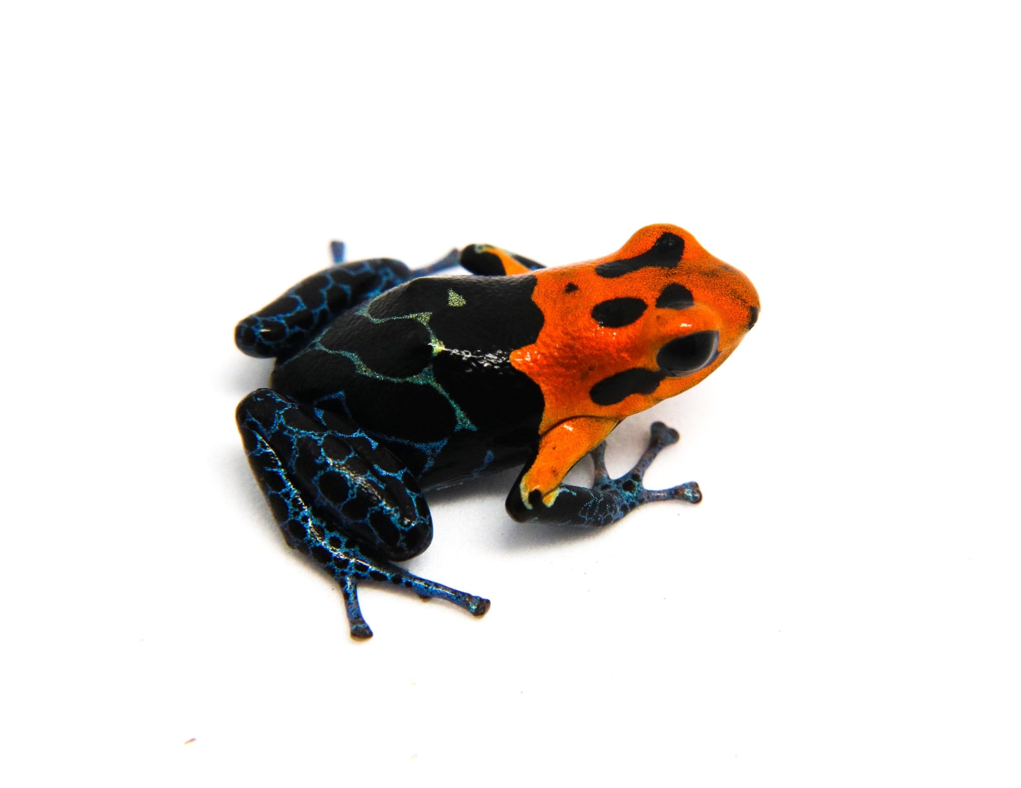 Ranitomeya fantastica 
