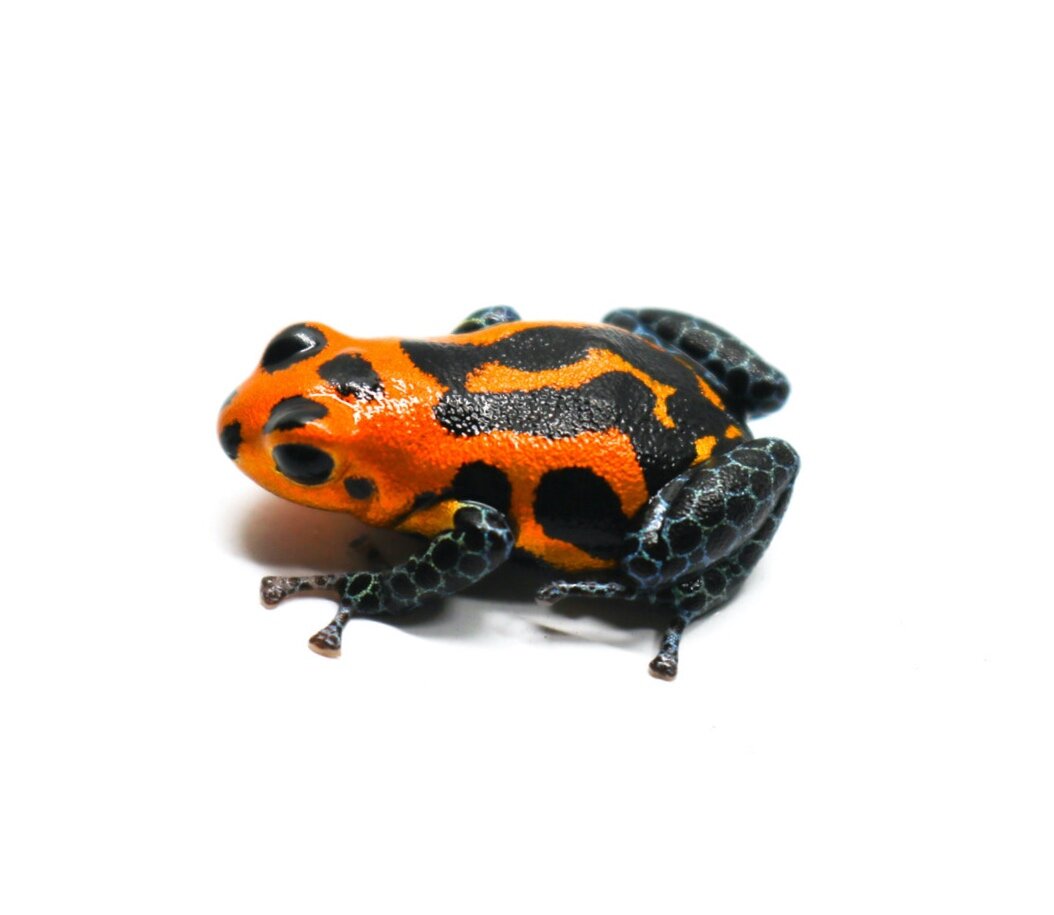 Ranitomeya imitator 
