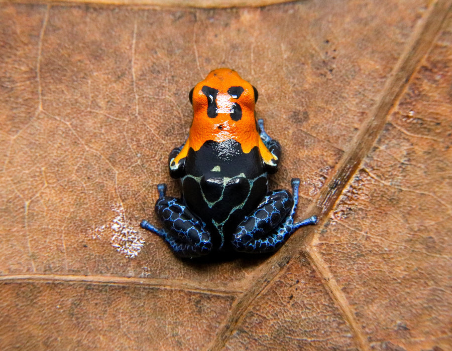 Ranitomeya fantastica "Varadero"