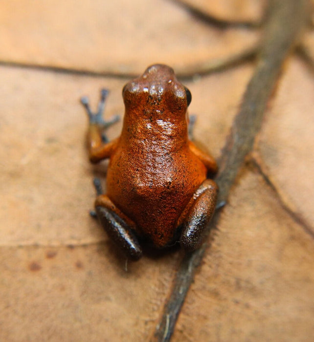 Oophaga pumilio "Vulture Point"