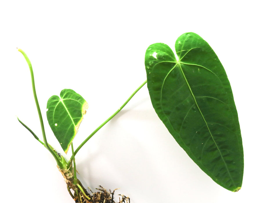 Anthurium warocqueanum x waterburyanum