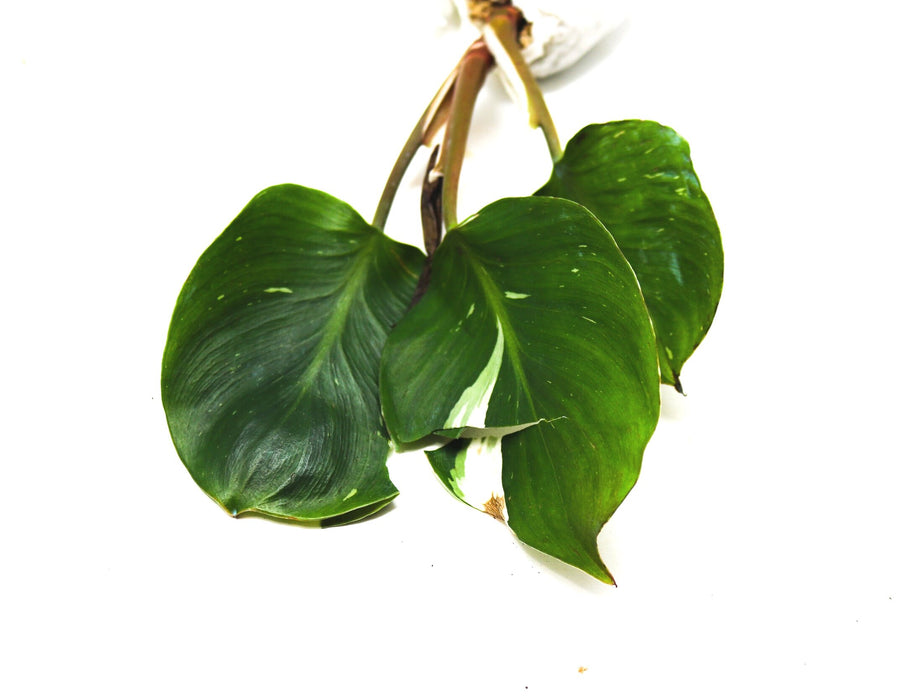 Philodendron erubescens hybrid "White Knight"